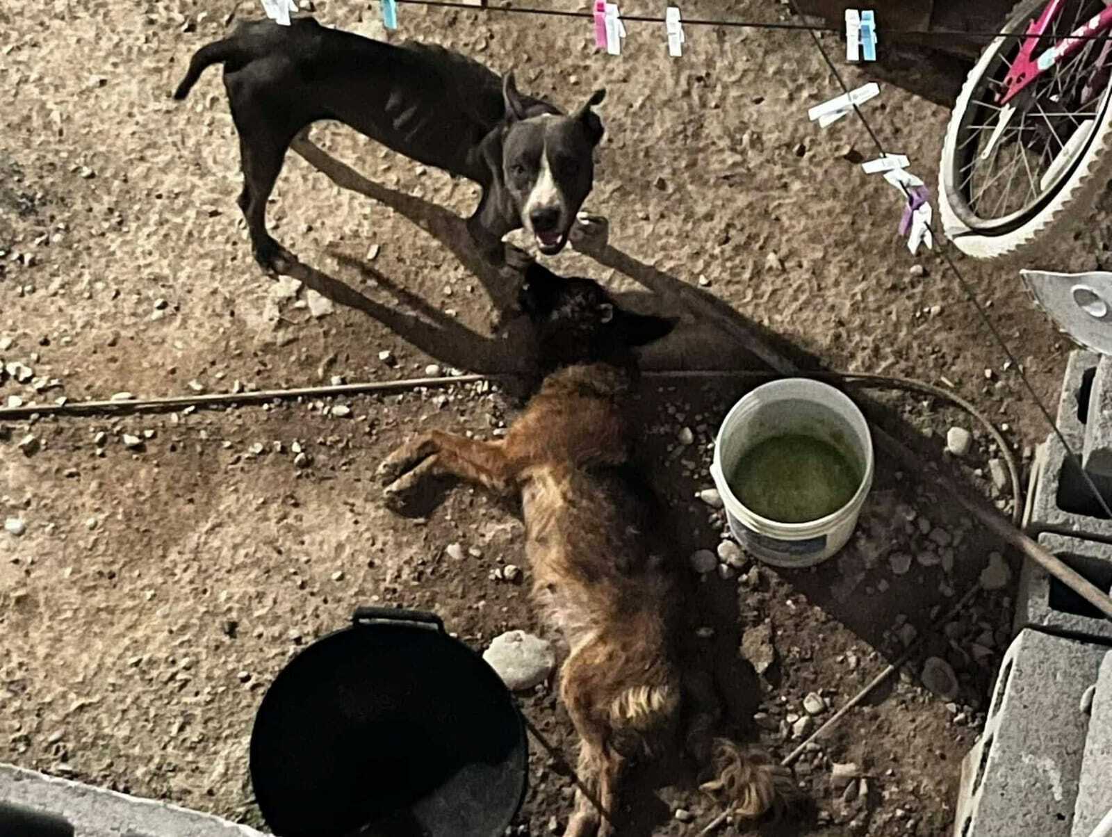 Maltrato animal