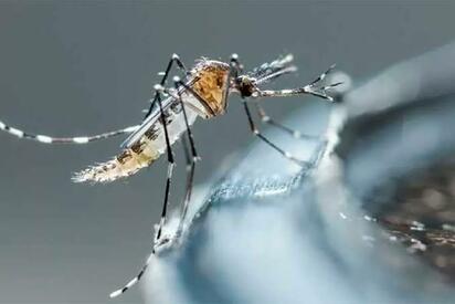 Descartan caso de dengue confirmado en Piedras Negras tras aclaración