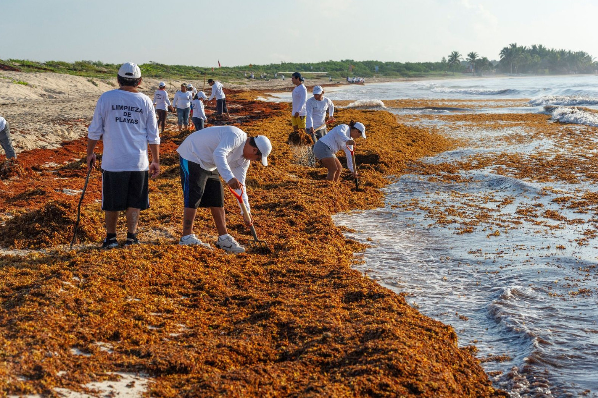 Sargazo invade el Caribe Mexicano: estas playas son las más afectadas