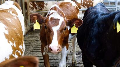 La reapertura gradual de la frontera estadounidense al ganado mexicano podría moderar el crecimiento de las exportaciones de carne procesada registrado durante