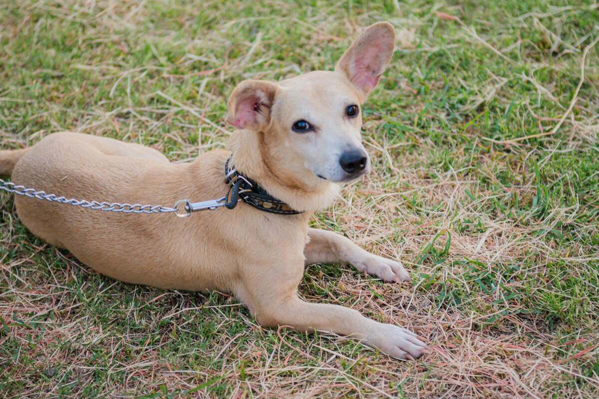 ADOPCIÓN