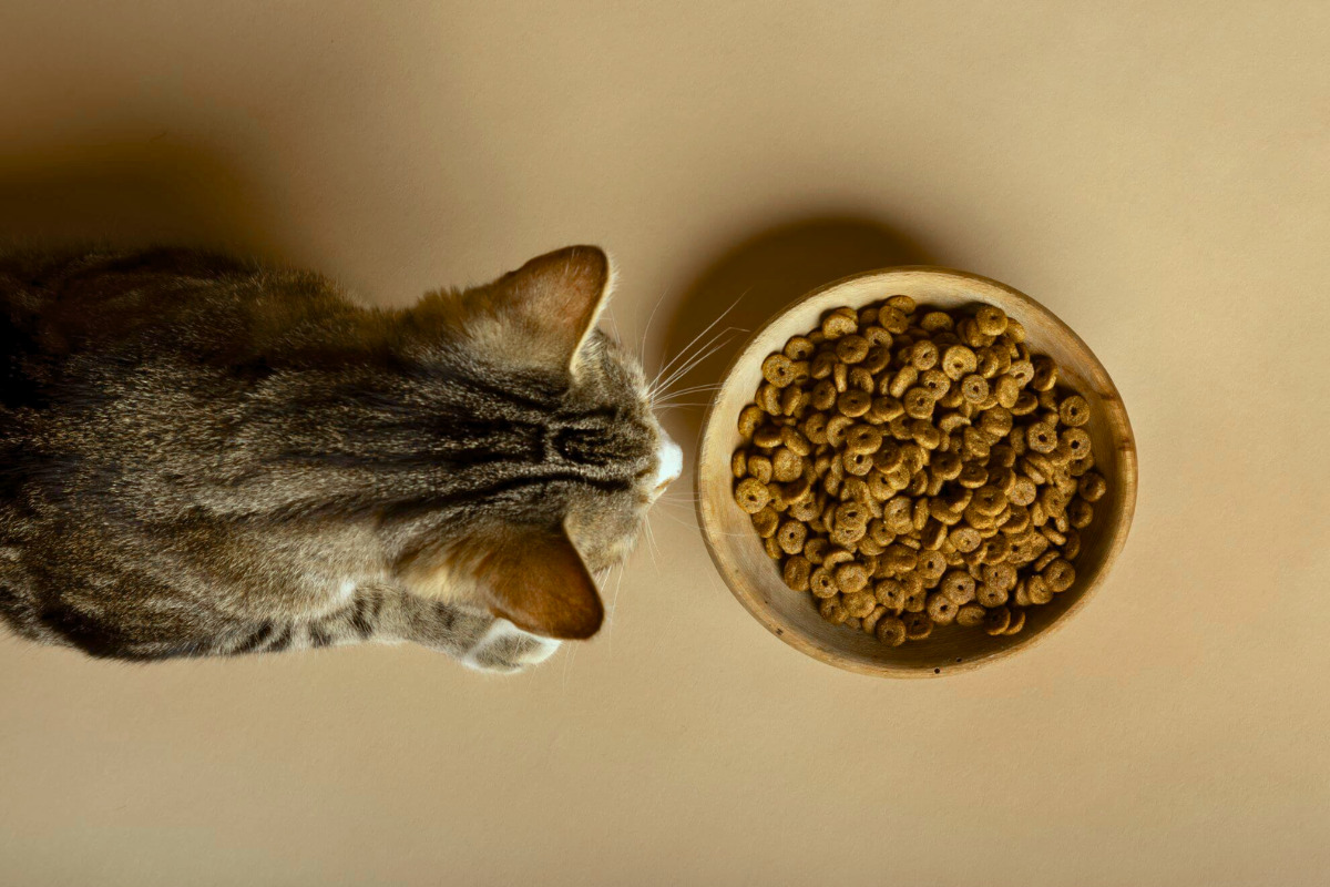 alimentos alimentos