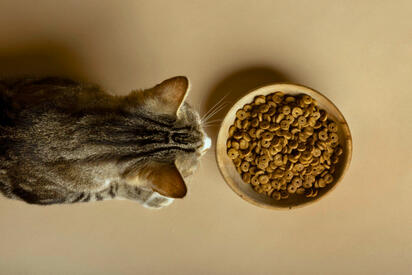 Profeco: Estas marcas de alimento para gato cuentan con irregularidades
