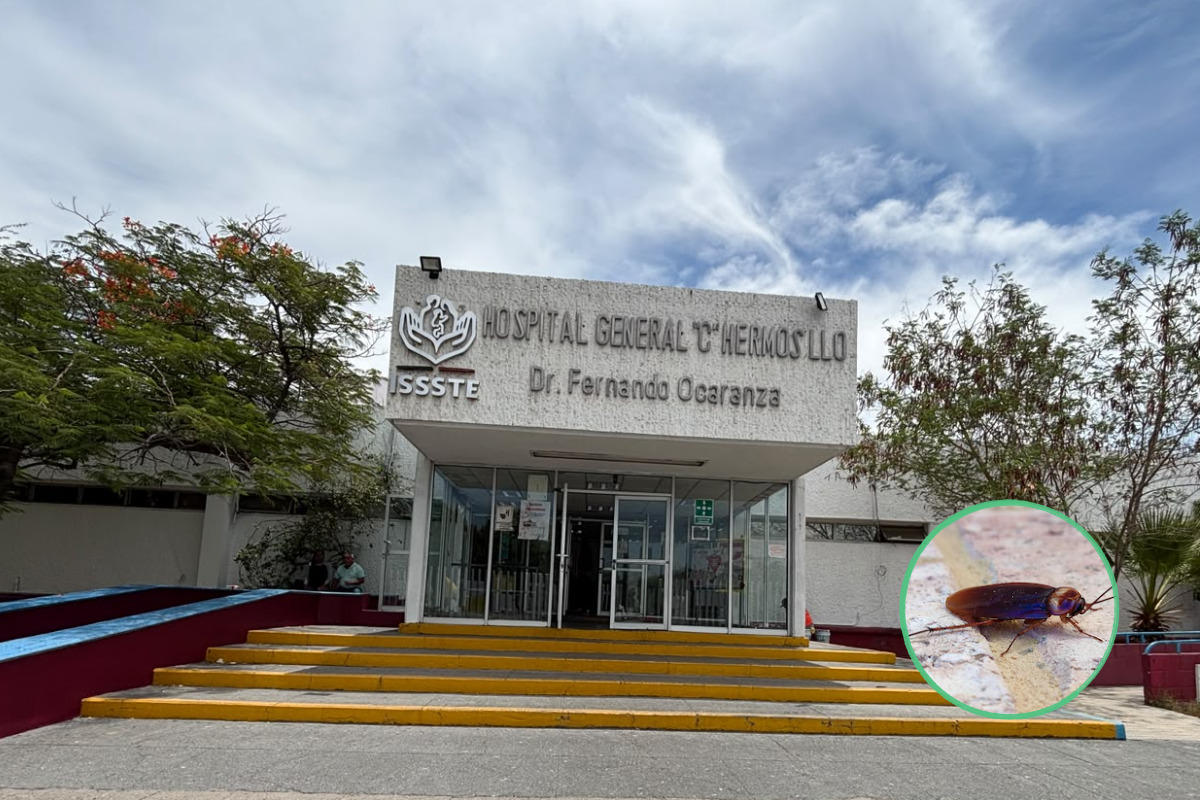 Cucarachas invaden hospital y trabajadores piden fumigación