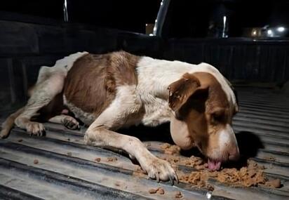 Frontera ajusta reglamento para proteger a los animales