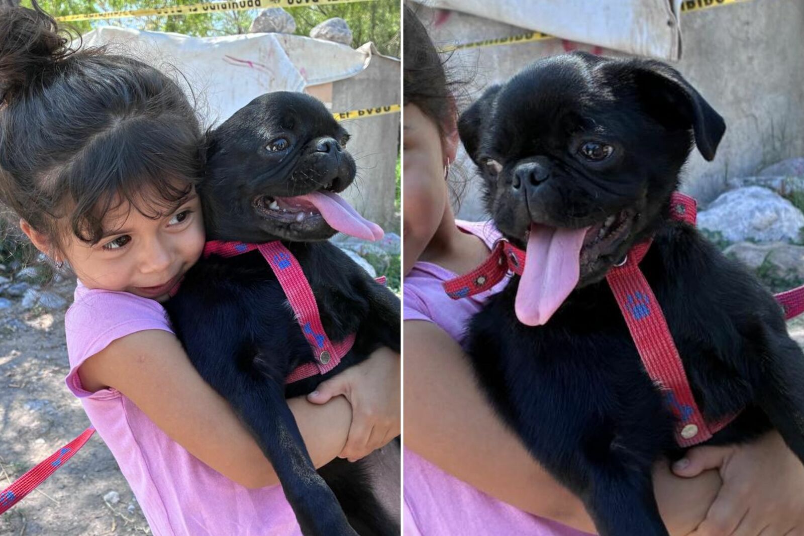 perros rescatados perros rescatados