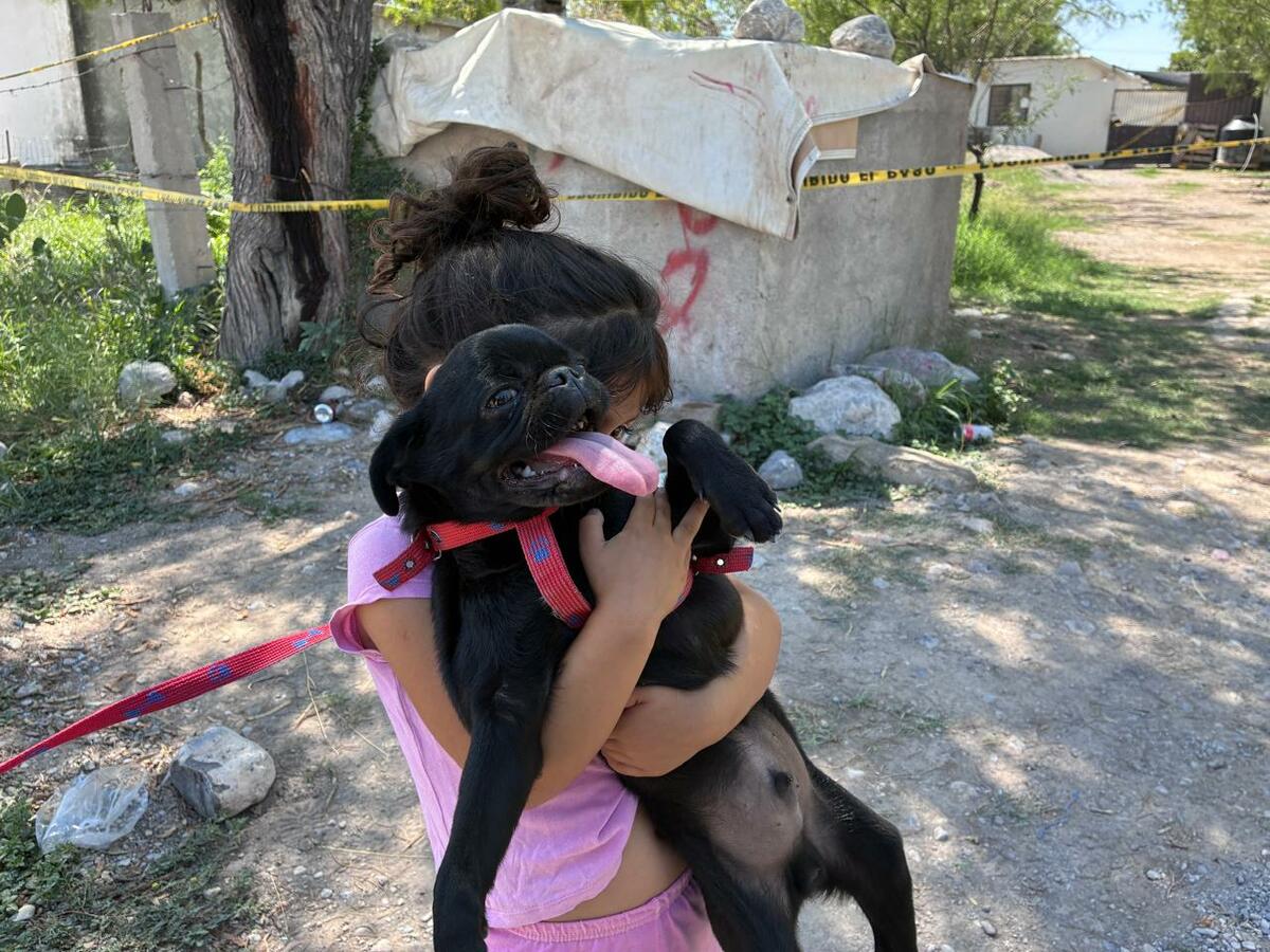 perros rescatados