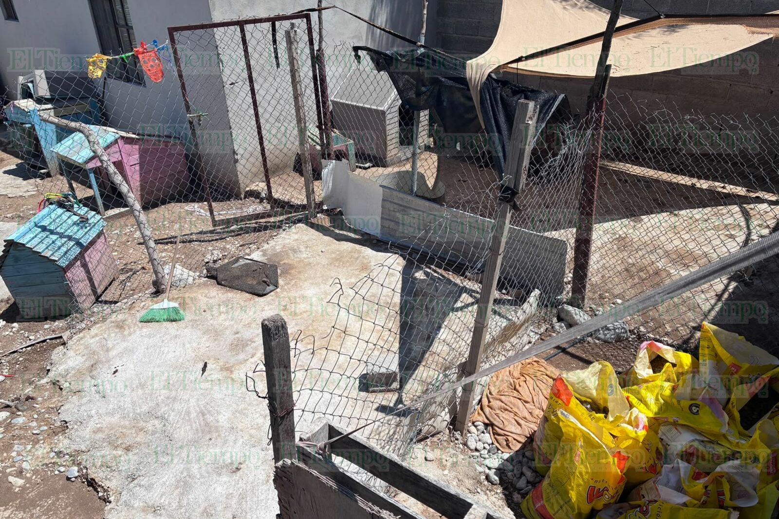 perros rescatados