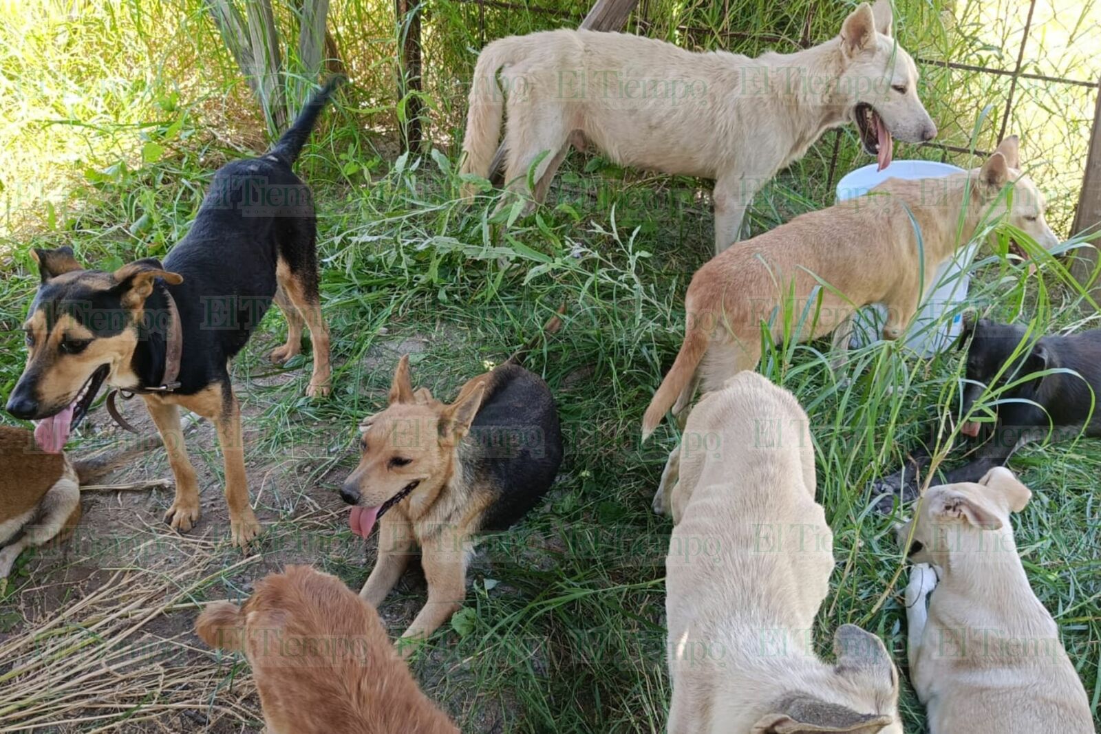 perros rescatados