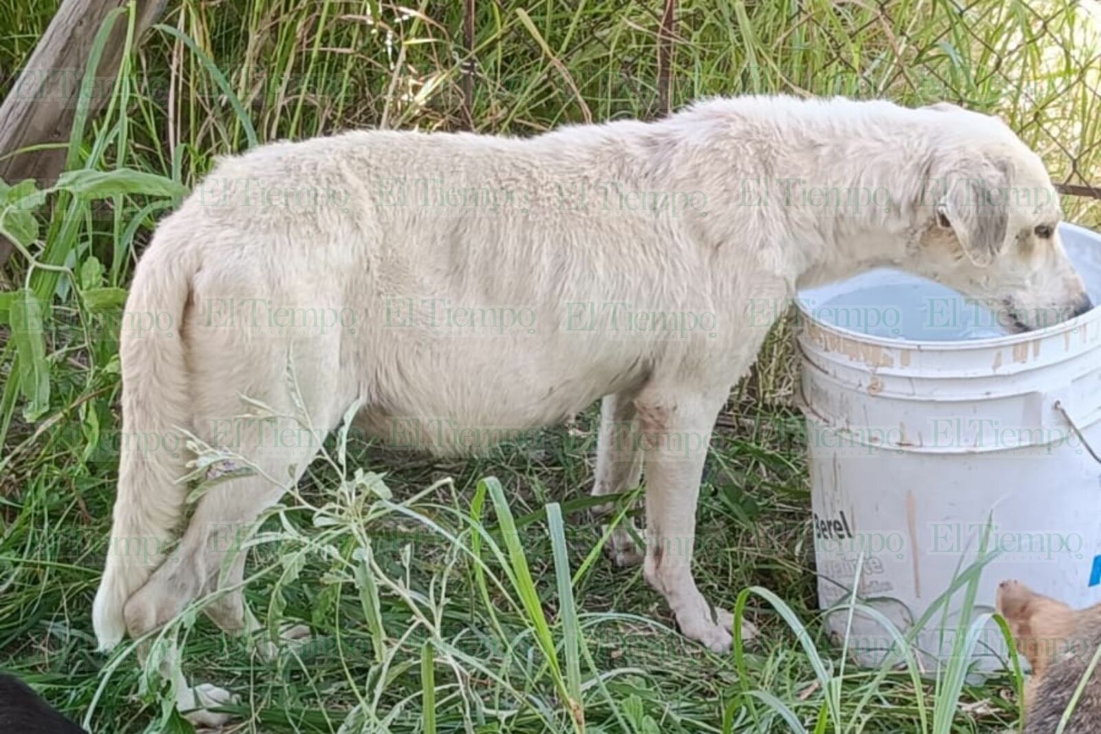 perros rescatados
