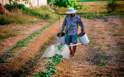 México requiere fortalecer cultivos eficientes y equilibrar su oferta mediante comercio exterior, según análisis agrícola.  La suficiencia alimentaria nacional