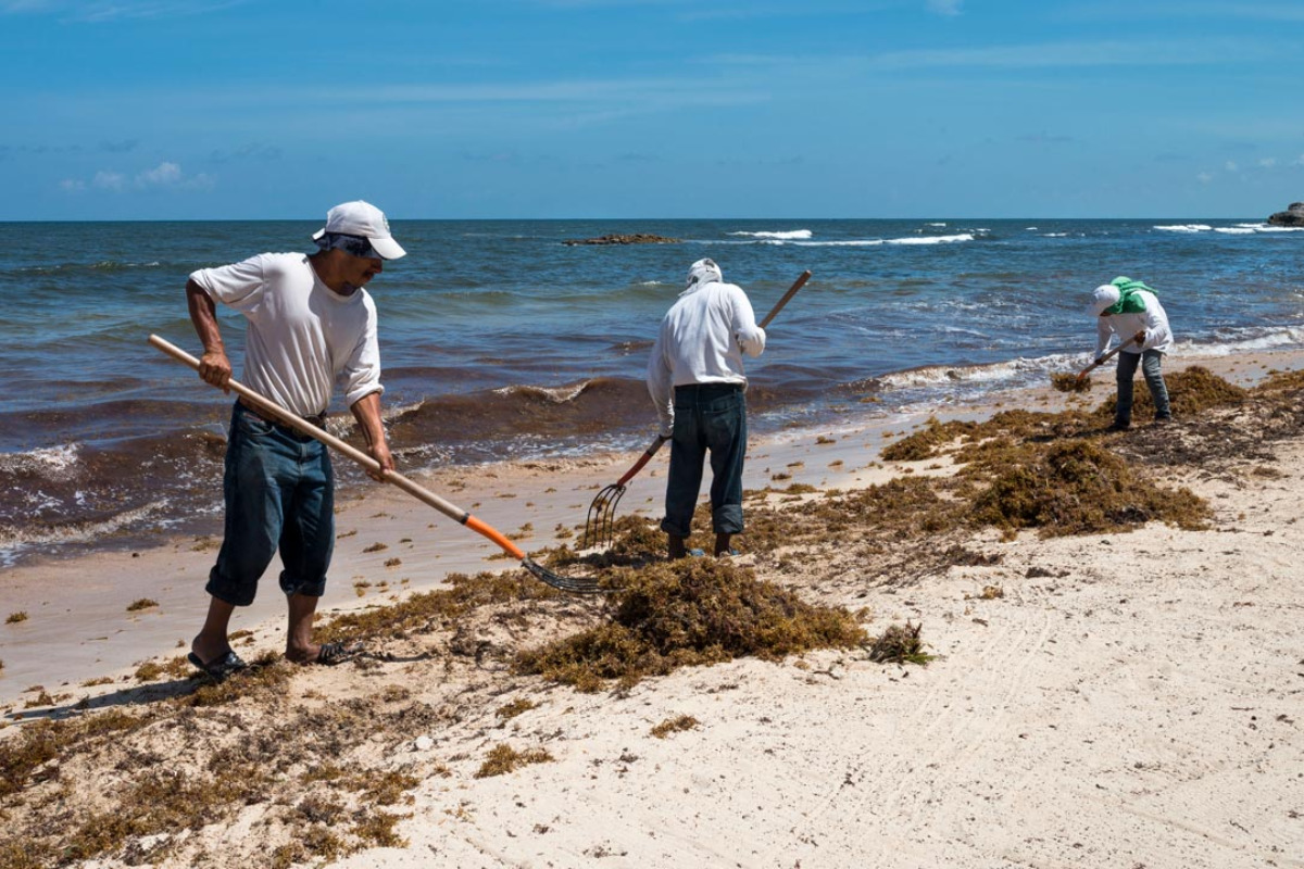 El sargazo comienza a ceder en Quintana Roo tras meses de recale