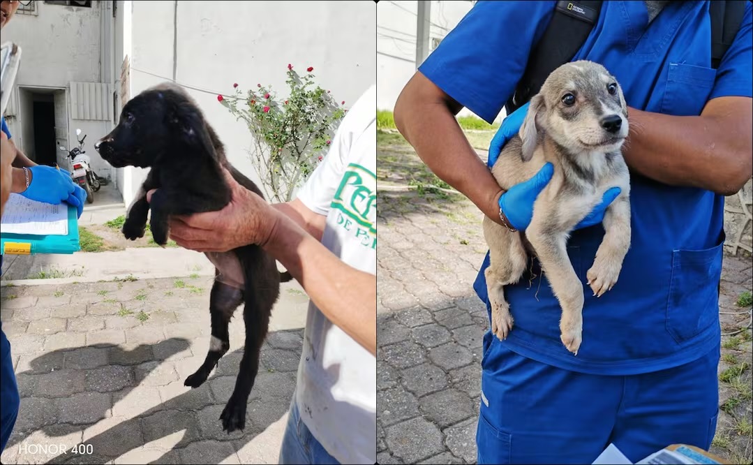Rescatan a 13 caninos en condiciones de abandono en Puebla