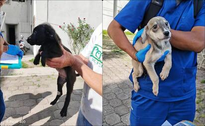 Rescatan a 13 caninos en condiciones de abandono en Puebla