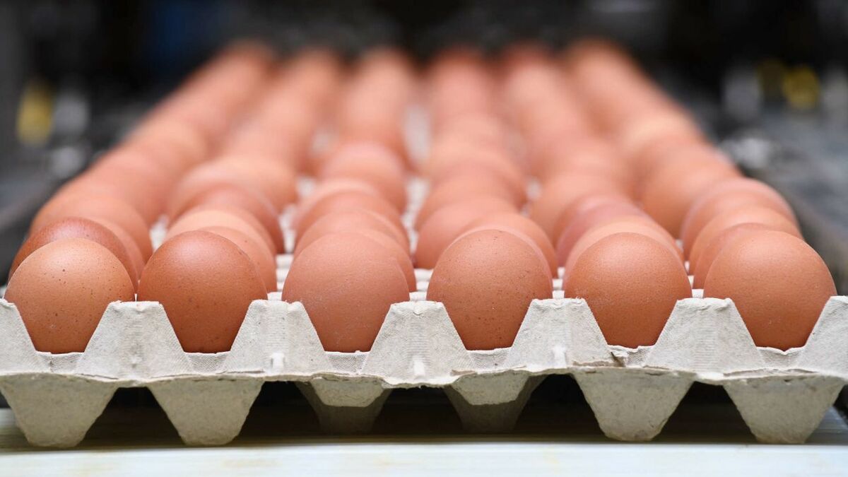 Alimentos Alimentos