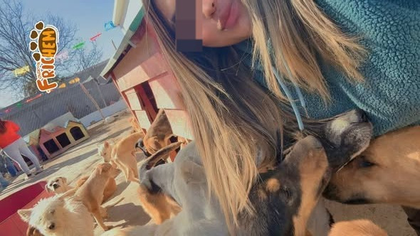 perros rescatados perros rescatados