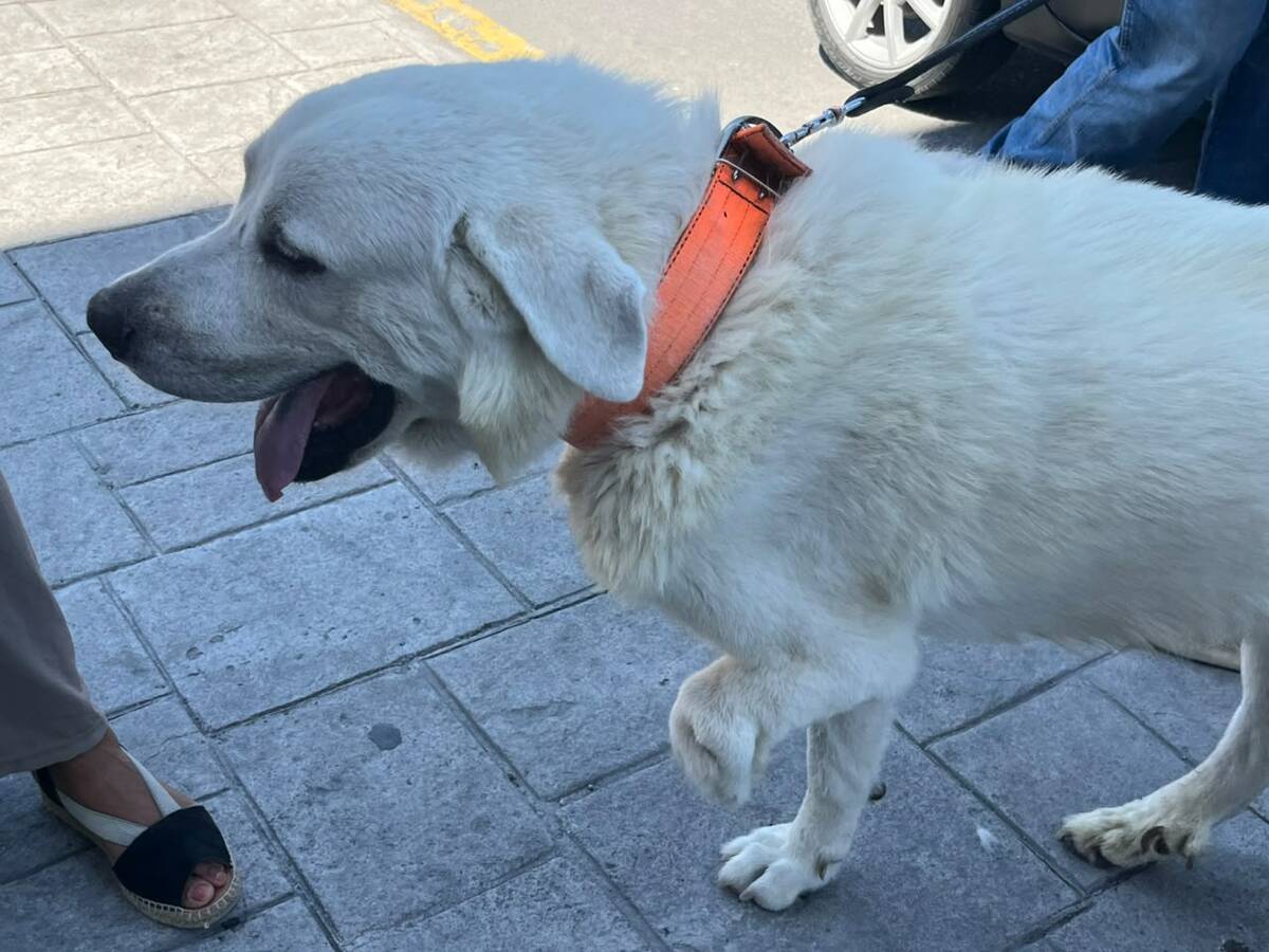 perros rescatados