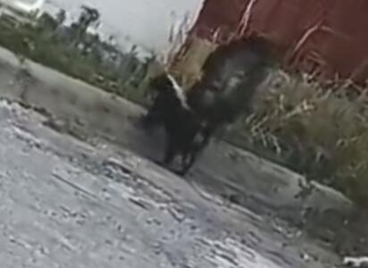 Zorrillo causa alerta entre vecinos de Acoros II