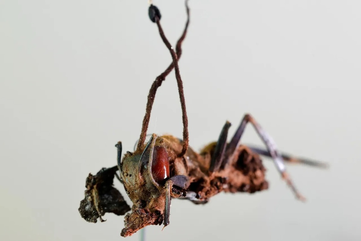 Descubren seis especies de “hongos zombis” en México; uno lleva el nombre de Guillermo del Toro