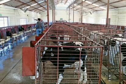 El gusano barrenador mantiene en alerta a productores de Chihuahua, mientras avanzan las acciones para prevenir nuevos contagios en el ganado.  Hasta