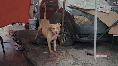 Hombre pierde la vida tras presunto ataque de un perro pitbull