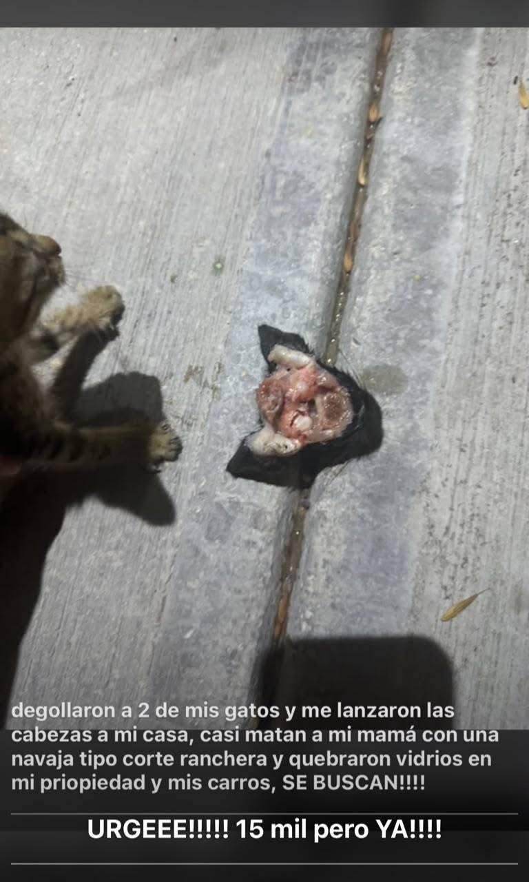 Acuña: Entre las acusaciones realizadas se encuentra la muerte de dos gatos.