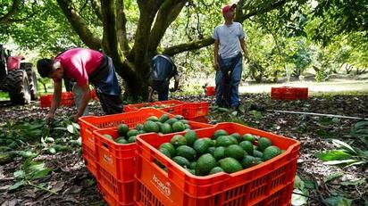Aguacate exportado a China lleva sello de La Familia Michoacana