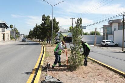 Cuadrillas trabajan en la plantación y mantenimiento de árboles en diferentes sectores de la ciudad.  El Ayuntamiento de Saltillo, encabezado