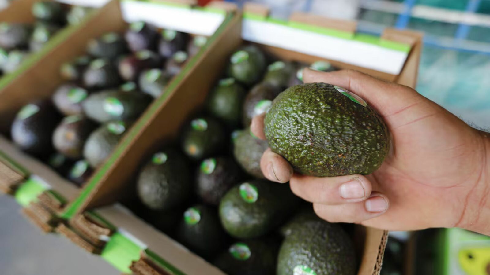 Alimentos Alimentos