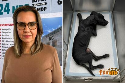 Buscan crear Fiscalía Especializada por maltrato animal en Coahuila