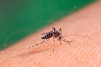 Dengue avanza en México: 29 estados ya registran contagios