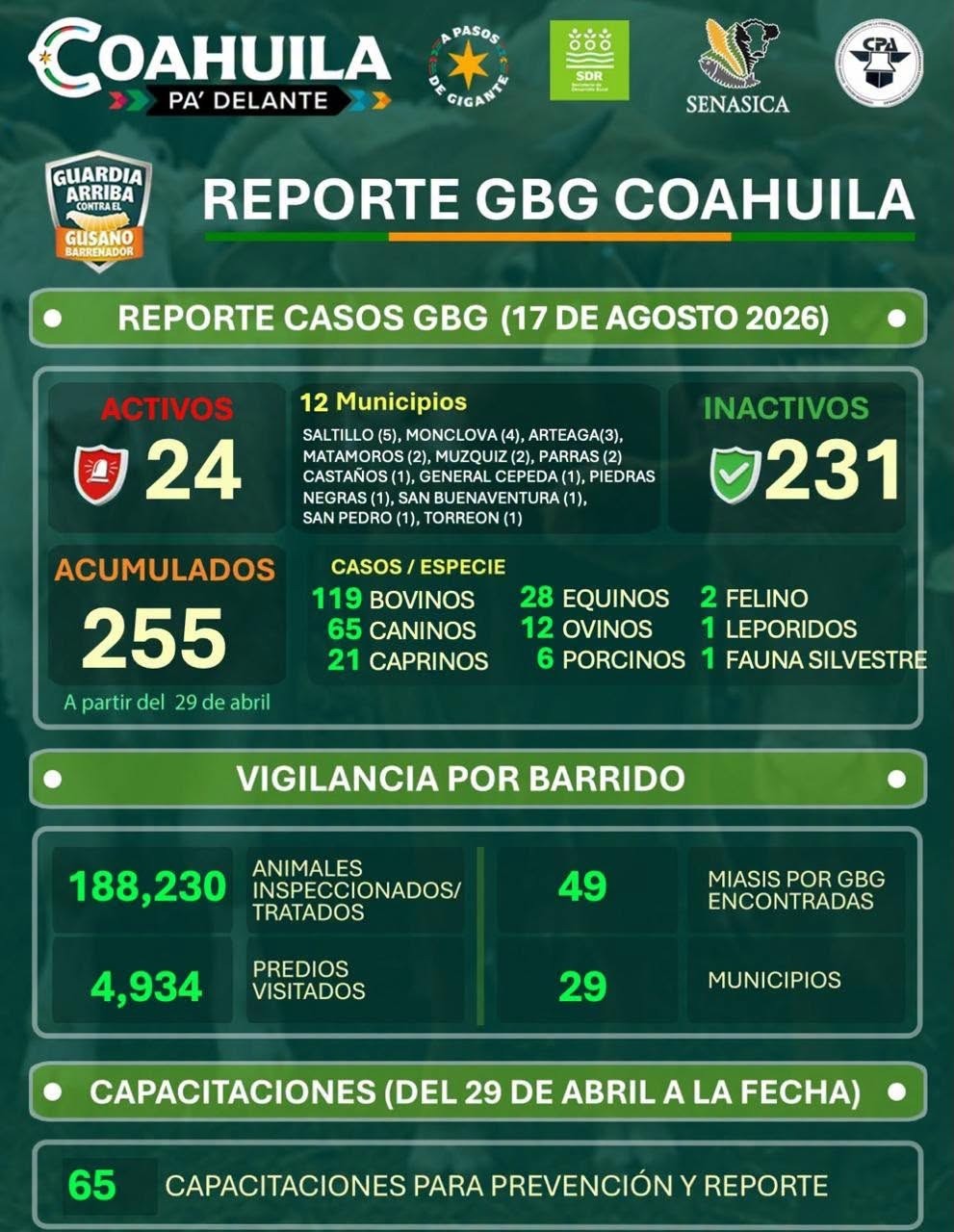 gusano barrenador