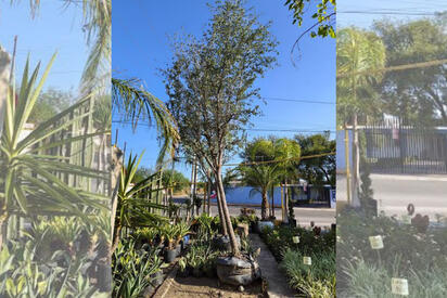 El calor extremo pone a prueba jardines y plantas en Piedras Negras