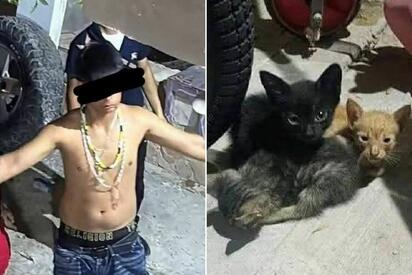Investigan agresión y muerte de dos gatitos en Acuña; menores de edad estarían involucrados