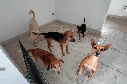 Rescatistas mantienen la lucha para que casos de crueldad animal avancen ante la justicia y sienten precedentes en Coahuila.  La judicialización de casos