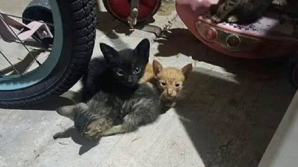 maltrato animal