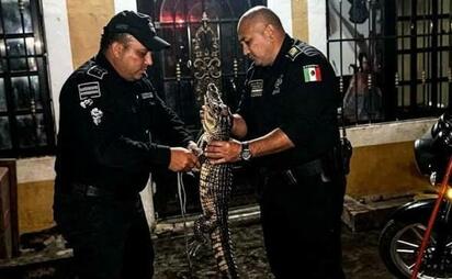 Policías capturan a cocodrilo que ingresó a una casa de Yucatán