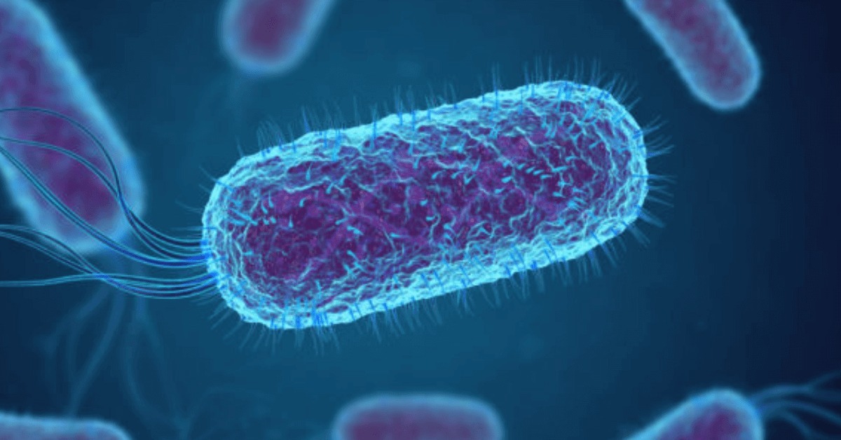 E. coli