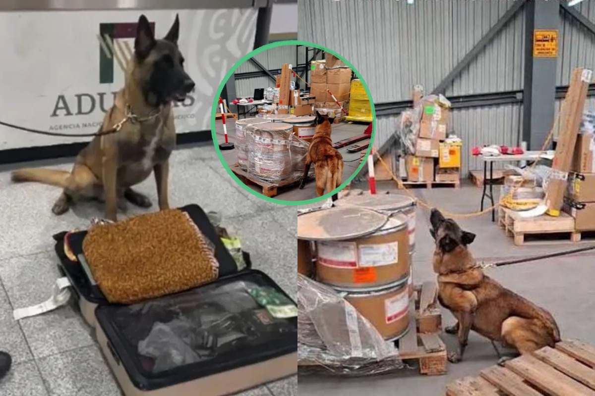 binomio canino binomio canino