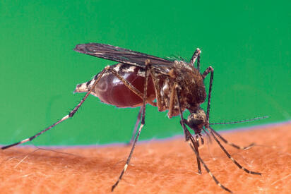 Liberarán mosquitos con una bacteria para combatir el dengue en Tabasco