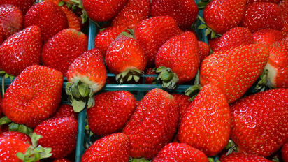 Fresas mexicanas enfrentan posible golpe comercial en Estados Unidos