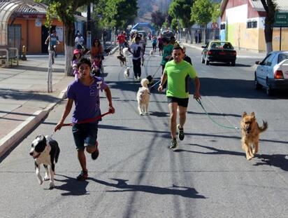 Dog Run busca salvar a más perros callejeros