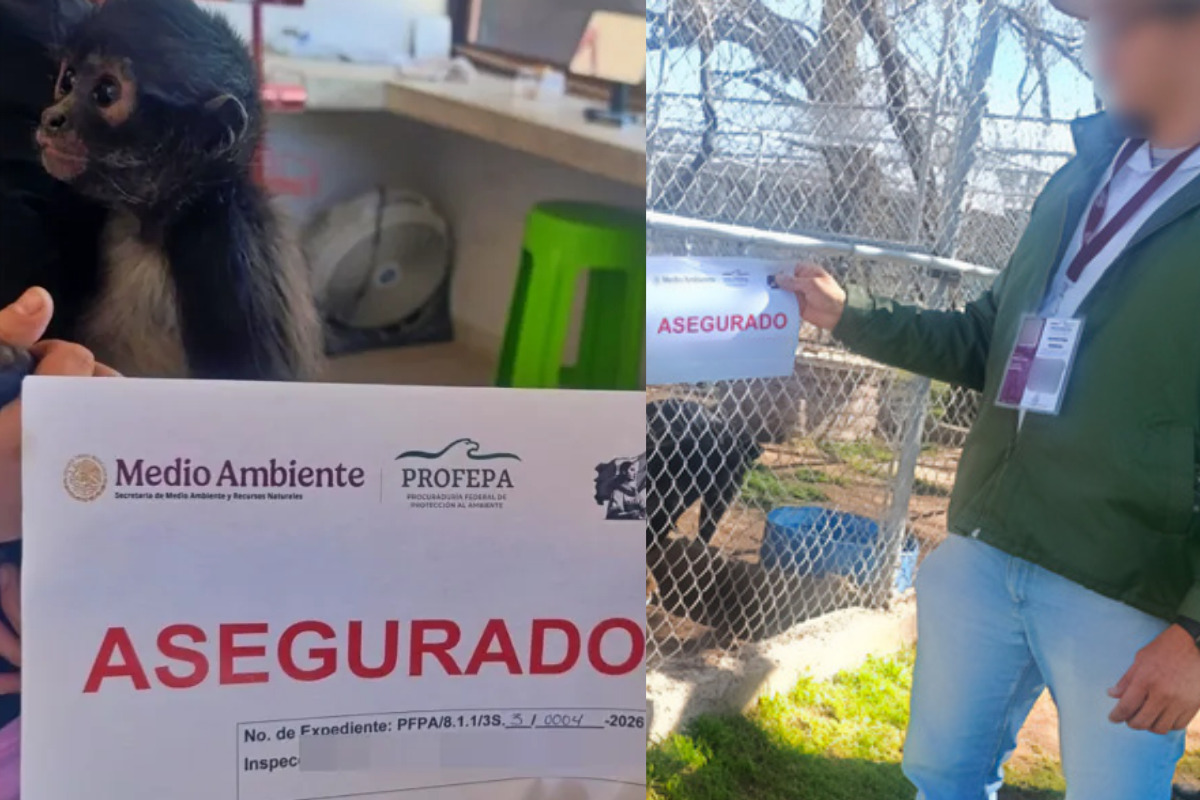 protección animal protección animal