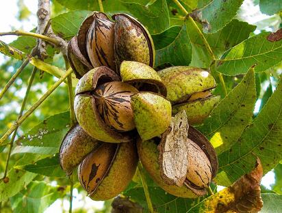 Hay una estimación general de 25 productores de nuez en Monclova. La imposición de aranceles provisionales por parte de China a la nuez pecana mexicana abre