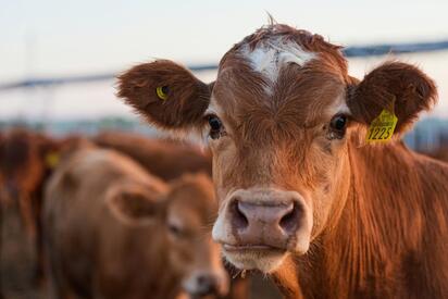 Ganaderos de Sonora se preparan para reanudar las exportaciones de ganado a Estados Unidos tras meses de restricciones sanitarias.  Los productores de Sonora