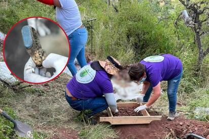 Una jornada de búsqueda en Jerez, Zacatecas, terminó con el hallazgo de cuatro cuerpos en dos fosas dobles.  Integrantes de Buscadoras de Zacatecas localizaron