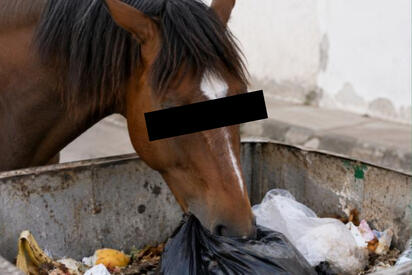 'Arrestan' a caballo por desorden al sacar basura de contenedores