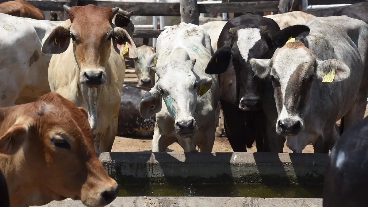Confirman segundo caso de gusano barrenador en Sonora tras reactivarse exportación de ganado a EU