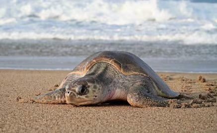Desaparece turista poblano tras ingresar al mar en playa de Mazatlán
