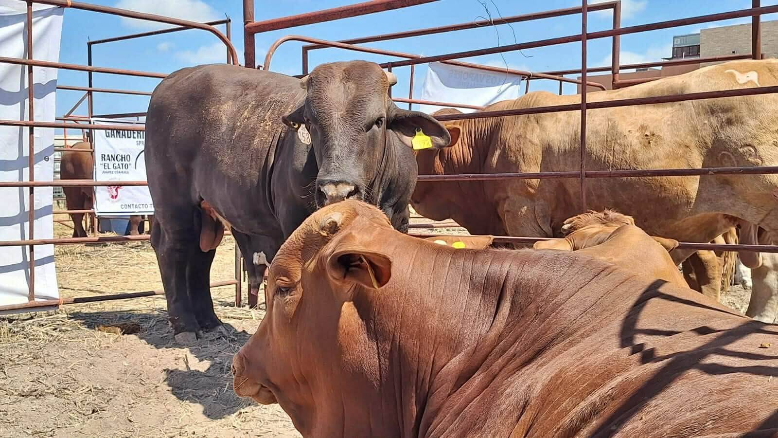 Reapertura de exportación de ganado podría elevar hasta 82% el valor por becerro en Coahuila